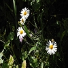 Plants: image 37 Of 208 Thumb